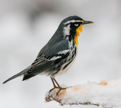 Yellow-throated Warbler
